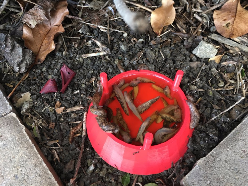 homemade slug traps